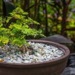 Come Far Rimpicciolire Le Foglie Del Bonsai Trucchi per far rimpicciolire le foglie del bonsai
