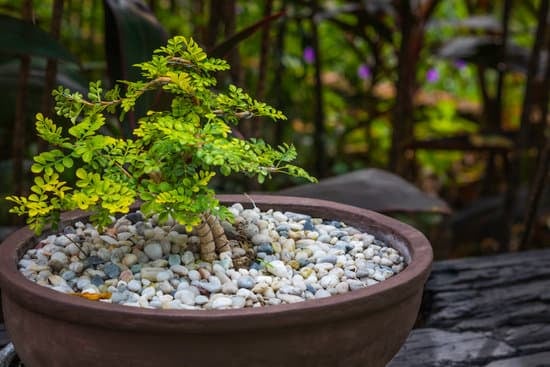 Come Far Rimpicciolire Le Foglie Del Bonsai 1 Trucchi per far rimpicciolire le foglie del bonsai