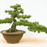 Come Piegare Un Ramo Di Grosse Dimensioni Bonsai Acero Utilizza un filo da bonsai per piegare con delicatezza il ramo di acero