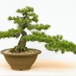 Utilizza un filo da bonsai per piegare con delicatezza il ramo di acero