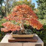 Come Piantare I Semi Ficus Bonsai Segui le istruzioni dettagliate su come piantare i semi Ficus Bonsai per un successo garantito