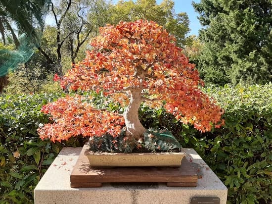 Come Piantare I Semi Ficus Bonsai 1 Segui le istruzioni dettagliate su come piantare i semi Ficus Bonsai per un successo garantito