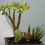 Quando Defogliare Bonsai Ulivo Come e quando defogliare bonsai ulivo per mantenere la forma desiderata