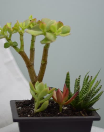 Come e quando defogliare bonsai ulivo per mantenere la forma desiderata