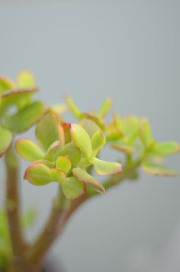 Come Creare Un Bonsai Di Olmo 1 Segui passo dopo passo la guida per creare un bonsai di olmo