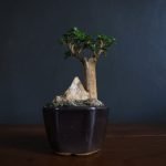 Come Creare Un Bonsai Di Mandarino Guida completa su come creare un bonsai di mandarino in modo semplice e efficace