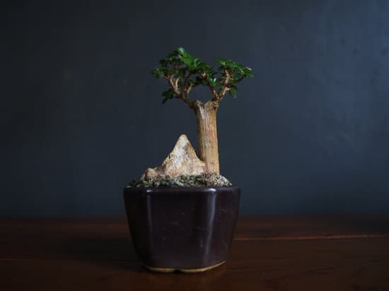 Guida completa su come creare un bonsai di mandarino in modo semplice e efficace
