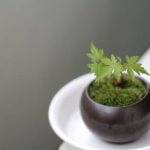 Che Significa La Parola Bonsai piccoli alberi, grande arte