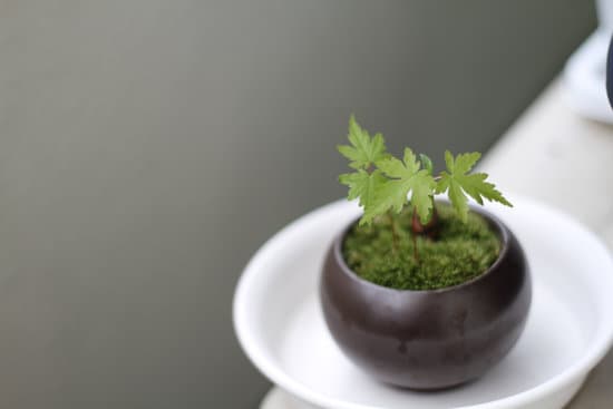 Che Significa La Parola Bonsai 1 piccoli alberi, grande arte