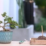 Guida dettagliata su come potare il ginseng bonsai per la massima salute della pianta