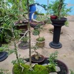 scegli un bonsai in miniatura per decorare il tuo spazio