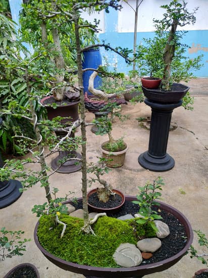 Che Bonsai Prendere Per La Scrivania 1 scegli un bonsai in miniatura per decorare il tuo spazio