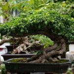 Come Fare Bonsai Ficus Guida dettagliata su come fare bonsai ficus con passi semplici e consigli preziosi
