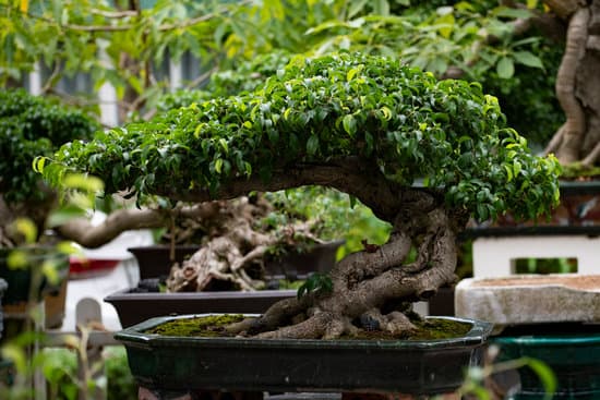 Guida dettagliata su come fare bonsai ficus con passi semplici e consigli preziosi