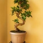 come potare bonsai ikea