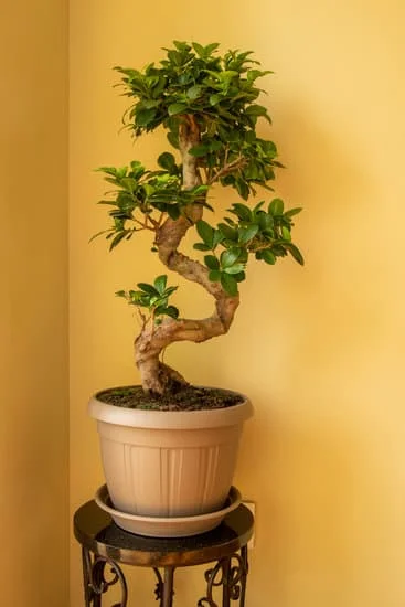 come potare bonsai ikea