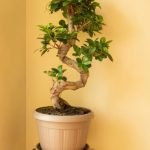 Come potare il bonsai ficus ginseng per una crescita sana e armoniosa