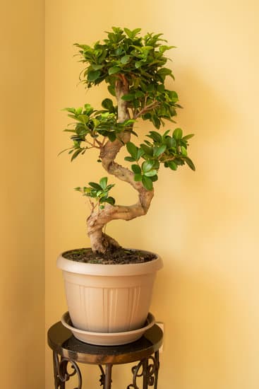 Come potare il bonsai ficus ginseng per una crescita sana e armoniosa