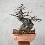 Come Curare La Camelia Bonsai Utilizza concetti chiave come potatura, innaffiamento e esposizione solare per curare la camelia bonsai