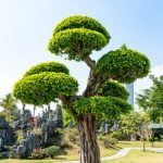 Come Sono Le Radici Del Bonsai Ginseng Scopri come sono le radici del bonsai ginseng, essenziali per la sua crescita e salute