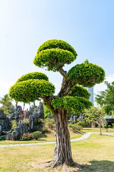 Come Sono Le Radici Del Bonsai Ginseng 1 Scopri come sono le radici del bonsai ginseng, essenziali per la sua crescita e salute