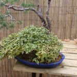 Come Far Rivivere Un Baobab Bonsai Con Radici Troppo Bagnate i passaggi per il successo