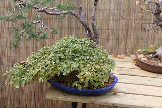 Come Far Rivivere Un Baobab Bonsai Con Radici Troppo Bagnate 1 i passaggi per il successo