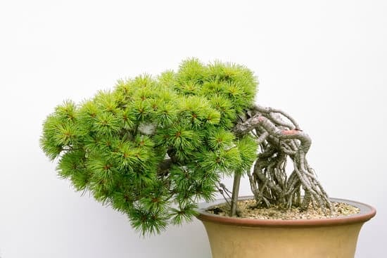 Scopri quando regalare un bonsai per un effetto duraturo e significativo
