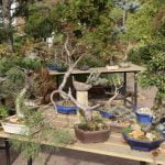 Come Si Cura Un Bonsai in Casa consigli per novizi e esperti