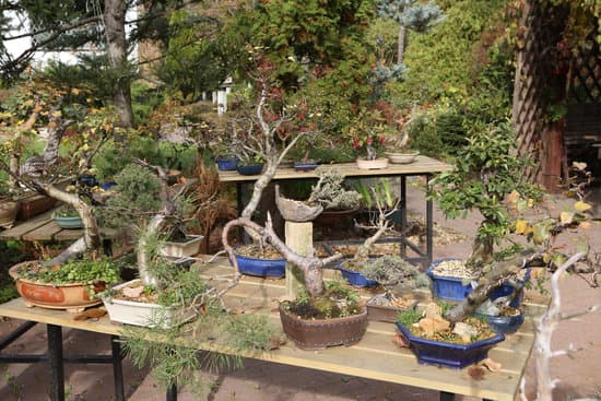 Come Si Cura Un Bonsai in Casa 1 consigli per novizi e esperti