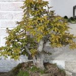 Come Potare Un Olivo Pre Bonsai Guida completa su come potare un olivo pre bonsai in modo corretto e efficace