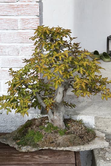 Come Potare Un Olivo Pre Bonsai 1 Guida completa su come potare un olivo pre bonsai in modo corretto e efficace