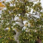 Come Rimpicciolire Foglie Bonsai Quercia metodi e consigli pratici