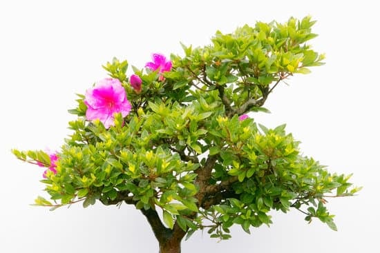 Come Fare Bonsai Di Edera 1 Guida dettagliata su come fare bonsai di edera in modo semplice e efficace