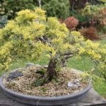 Come Aumentare Tronco Bonsai Ligustrum Utilizza concime specifico per il Ligustrum per aumentarne la crescita