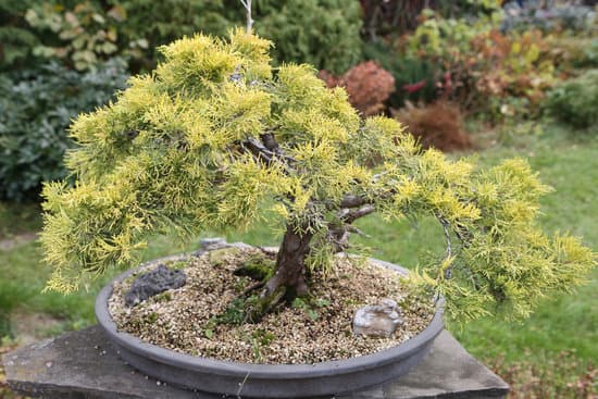 Come Aumentare Tronco Bonsai Ligustrum 1 Utilizza concime specifico per il Ligustrum per aumentarne la crescita