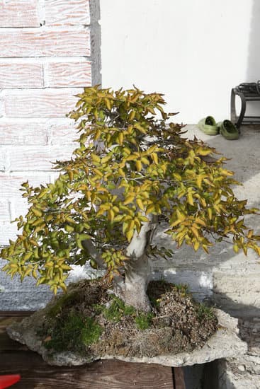 Come Potare Un Bonsai Ficus 1 Seguiamo questi passi per potare un bonsai ficus e mantenerlo sano e armonioso