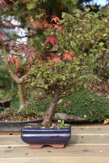 Scopri come curare bonsai con i nostri consigli esperti