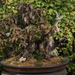Come Creare Un Bonsai Melograno Passo dopo passo, impara come creare un bonsai melograno con semplici istruzioni