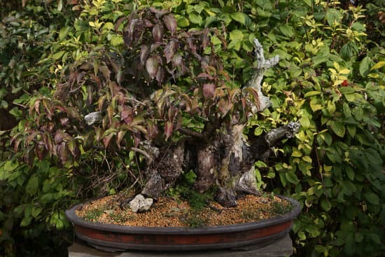 Come Creare Un Bonsai Melograno 1 Passo dopo passo, impara come creare un bonsai melograno con semplici istruzioni