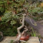 Scopri come costruire un bosco bonsai in pochi passaggi