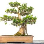 consigli per la cura e la crescita in modo sano