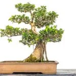 Quanto Tempo Per Un Bonsai consigli per la cura e la crescita in modo sano