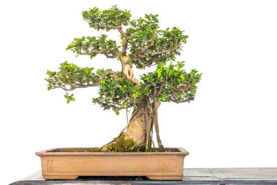 Quanto Tempo Per Un Bonsai 1 consigli per la cura e la crescita in modo sano