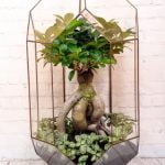 Come Far Ricrescere Foglie a Bonsai consigli e trucchi per un rigoglioso sviluppo