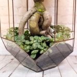 I migliori tempi per bagnare un bonsai Ficus Ginseng - Ricordati di non esagerare con l'acqua