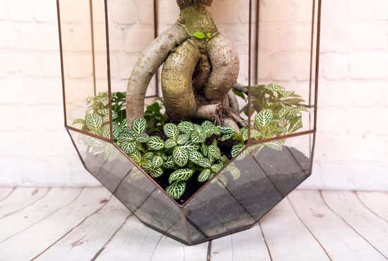 Quando Bagnare Un Bonsai Ficus Ginseng 1 I migliori tempi per bagnare un bonsai Ficus Ginseng - Ricordati di non esagerare con l'acqua