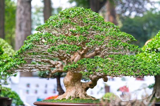 Come E Quando Si Pota Il Bonsai 1 La guida definitiva su come e quando potare il bonsai per mantenerlo sano e rigoglioso