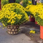 Quando Ti Regalano Un Bonsai Significao Quando ti regalano un bonsai significa che c'è fiducia nella tua capacità di prenderti cura di qualcosa di prezioso