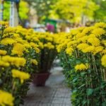 Quando Trapiantare Il Bonsai Di Ligustro Trapianta il bonsai di ligustro in primavera, quando le temperature si stabilizzano